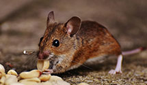 24 Hour & Emergency Exterminators in Virginia, NE